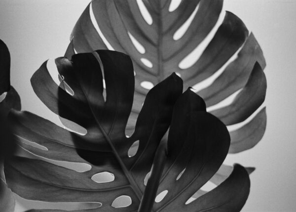 The Monstera - Image 2