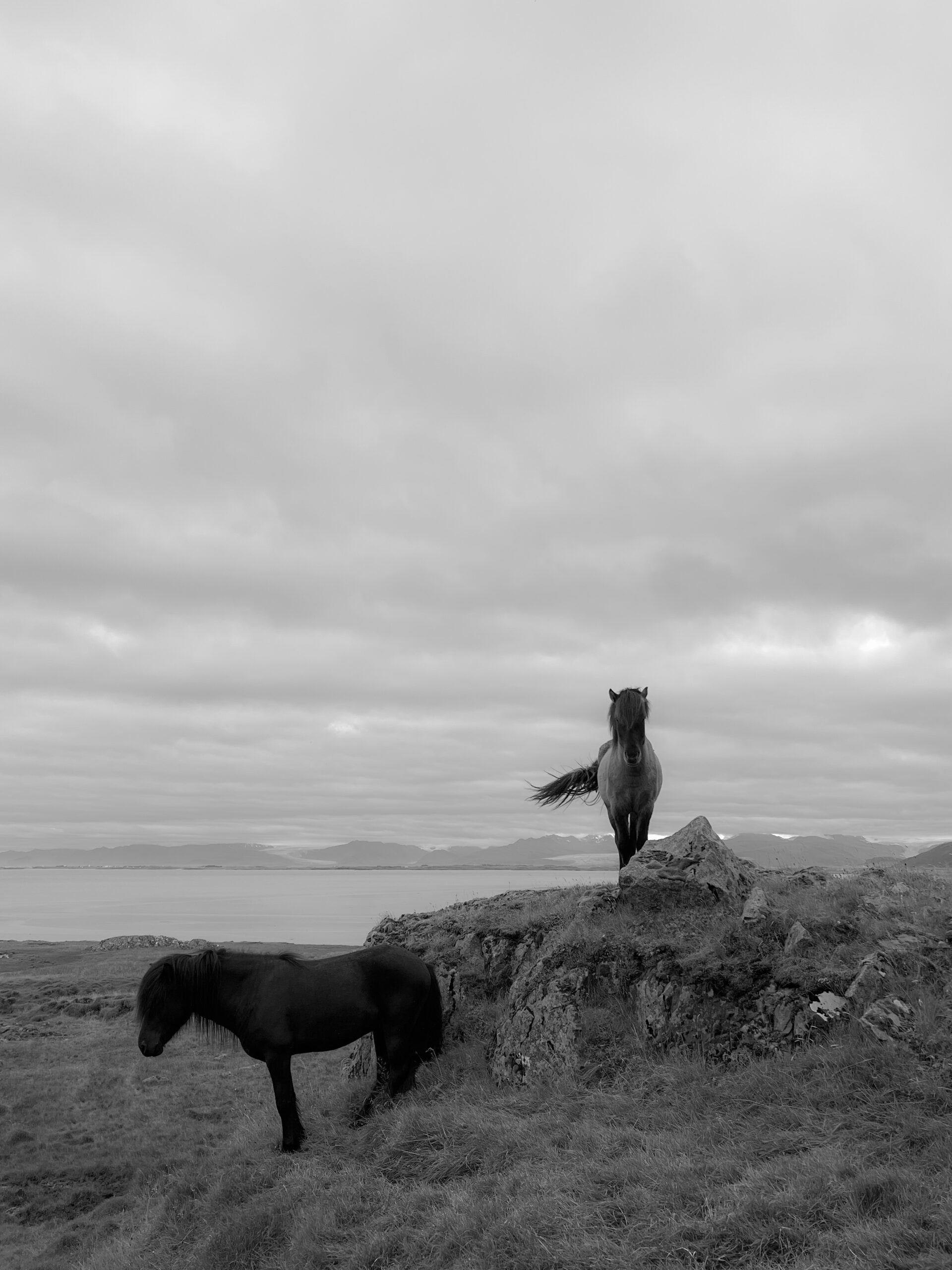 Two horses stand side by side in Iceland 