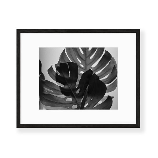 The Monstera