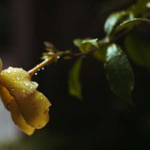 A flower photo at dawn in Ubud, Bali, Indonesia