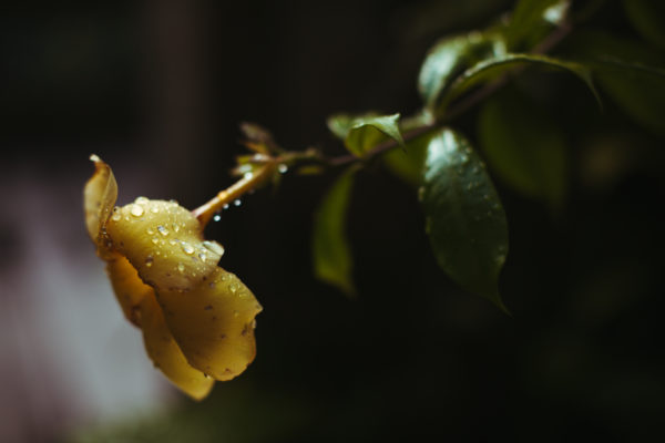 A flower photo at dawn in Ubud, Bali, Indonesia