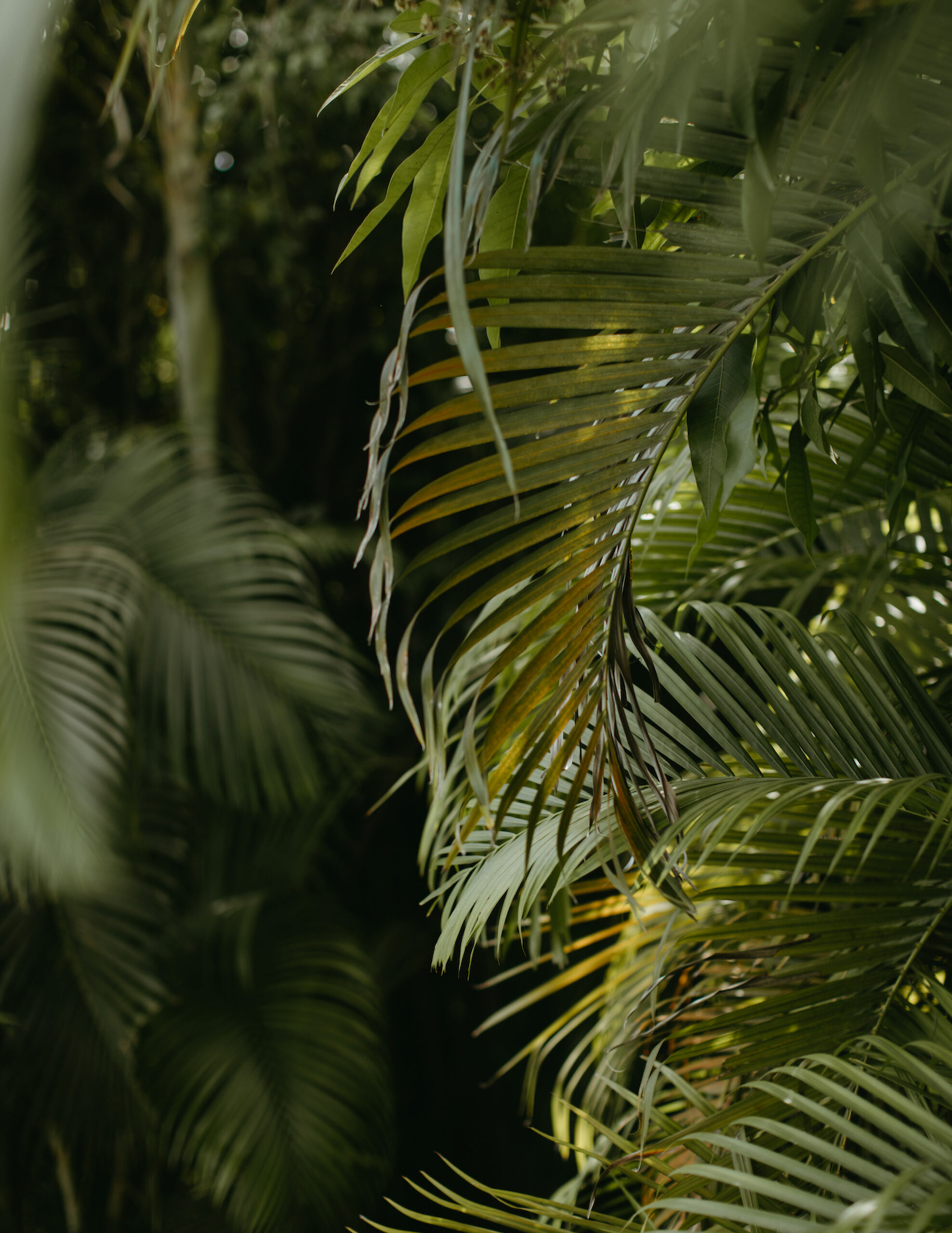 International Humanitarian Photographer Palm leaves landscape in Port-au-Prince, Haiti